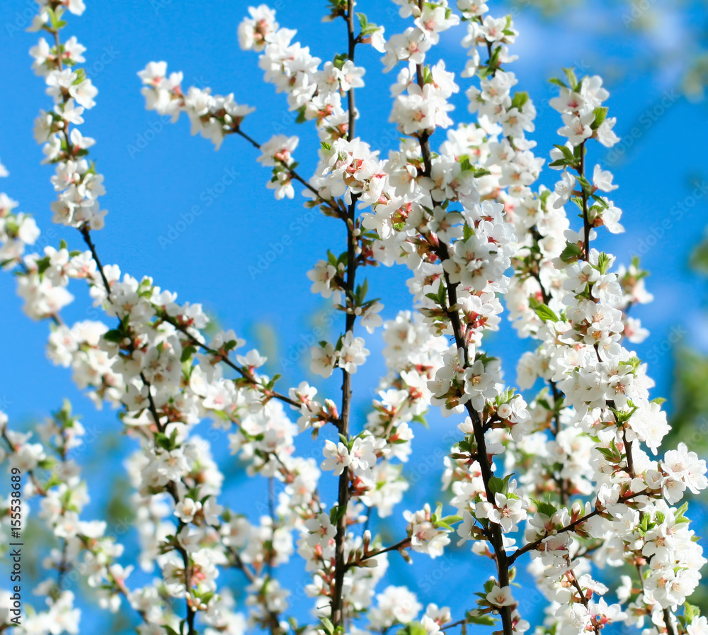 Bright white an apple-tree flower illuminated by a bright ray of the spring sun and blue sky on a back background