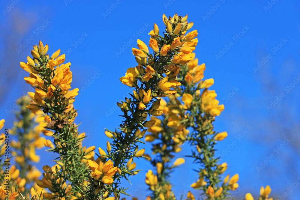 Gorse bush Stock Photo Adobe Stock