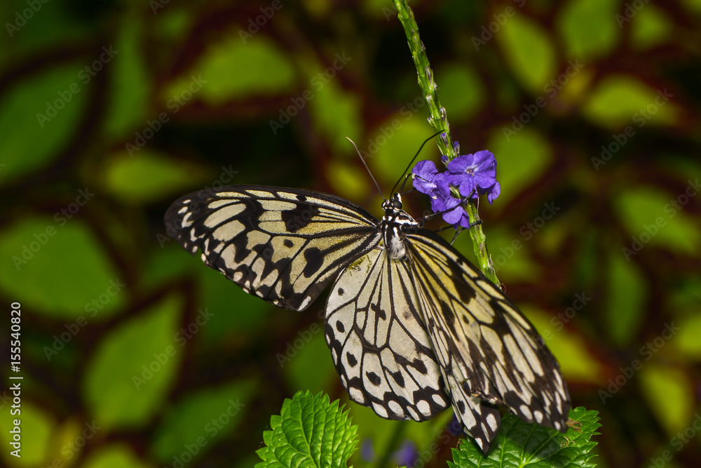 Fototapeta premium Weiße Baumnymphe saugt Nektar an einer Blüte