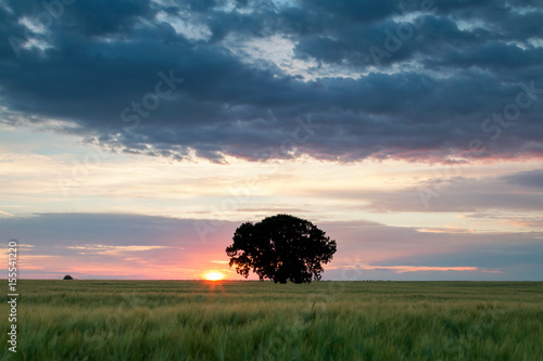 Lonely tree, on a wheat field, at sunset. Selective focus