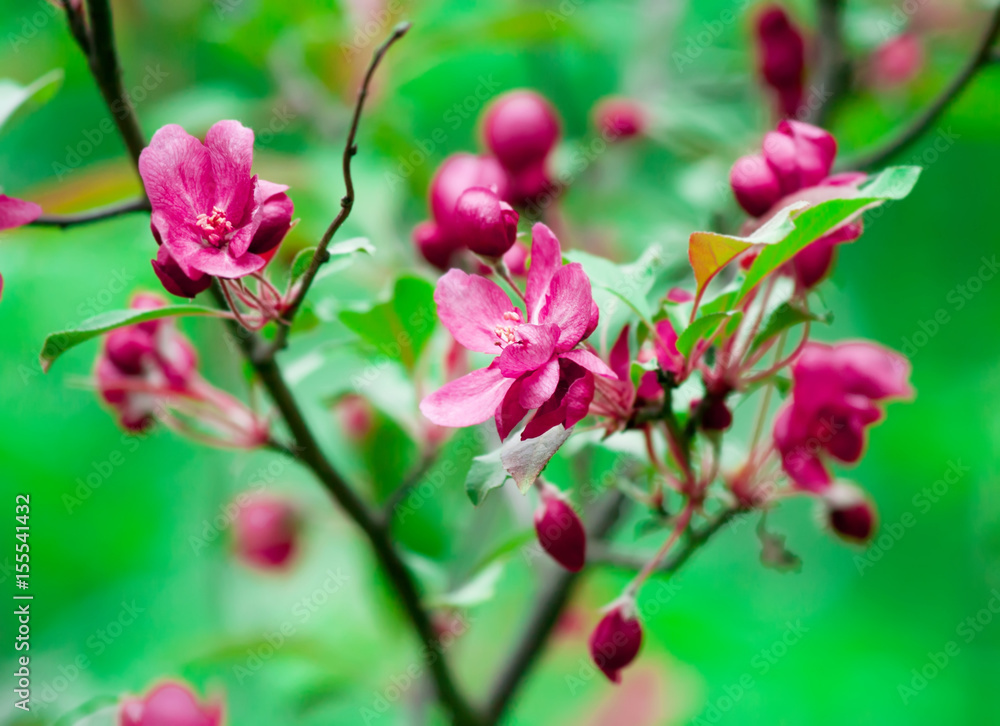 Bright pink red an apple-tree flower illuminated by a bright ray of the spring sun on a green back background Bright pink red an apple-tree flower illuminated by a bright ray of the spring sun on a green back background