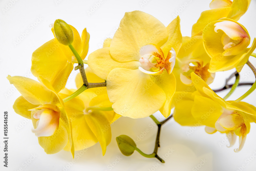 Branch yellow Orchid lying on white glass Branch yellow Orchid lying on white glass