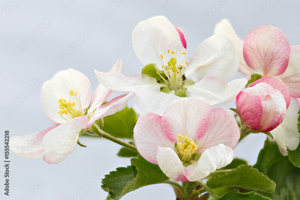 Fototapeta premium Flowers on the branches of an apple tree. Blooming orchard.