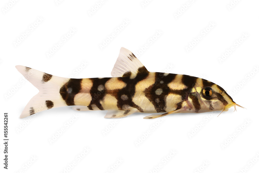 Burmese border loach catfish polka dot loach Botia kubotai aquarium fish Burmese border loach catfish polka dot loach Botia kubotai aquarium fish