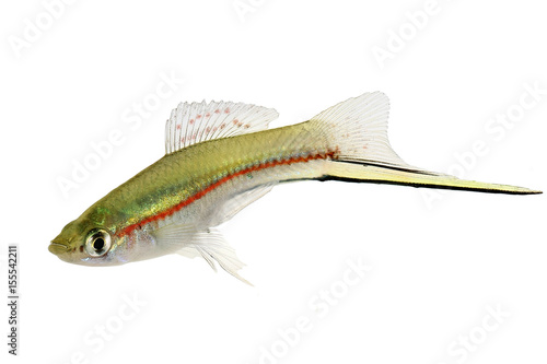 Green Swordtail Xiphophorus Helleri Male aquarium fish isolated on white 