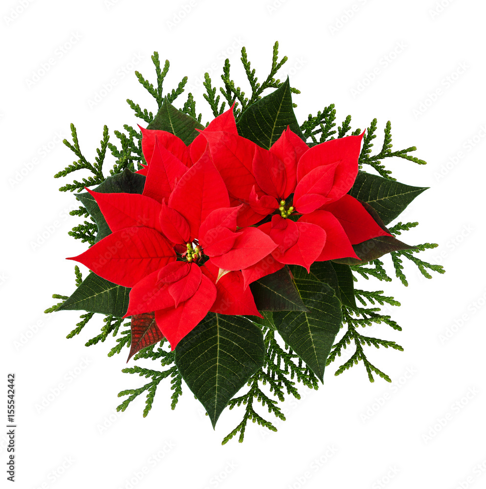 Christmas arrangement with poinsettia flowers and thuja twigs