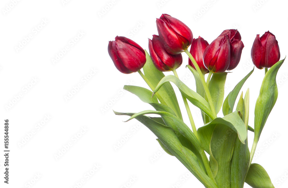 red tulips on white red tulips on white