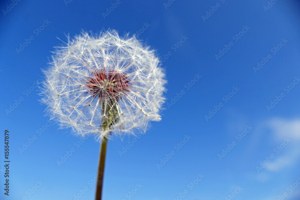 Taraxacum Pusteblume Blüte Pollen Löwenzahn