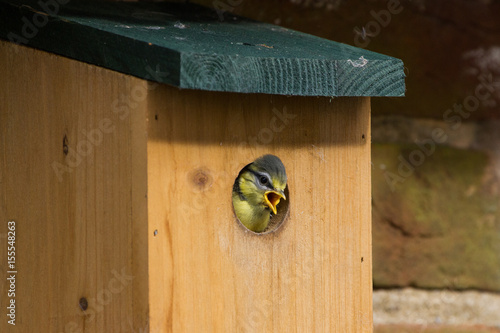 Juvenile Blue Tit (Cyanistes Caerules) fledging from nest box photo