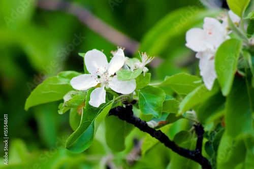 Bright white an apple-tree flower illuminated by a bright ray of the spring sun and blue sky on a back background © Unive