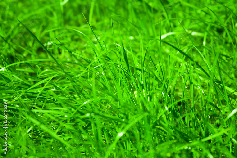 grass background of lush spring lawn grass the bright sunlight of a summer day grass background of lush spring lawn grass the bright sunlight of a summer day