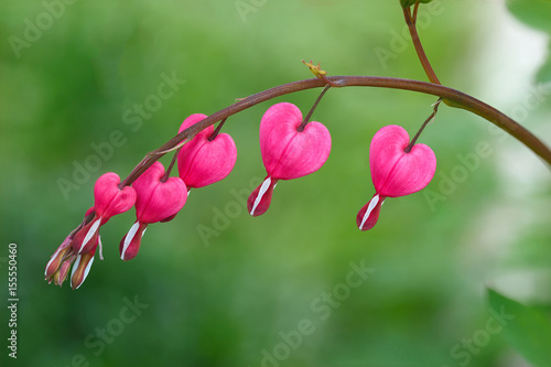 The blossoming flower of the Dicentra in the garden is photographed macro.