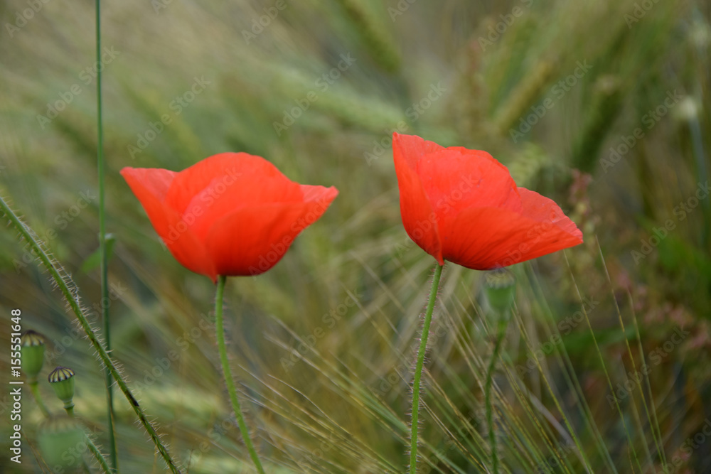Naklejka premium Klatschmohn