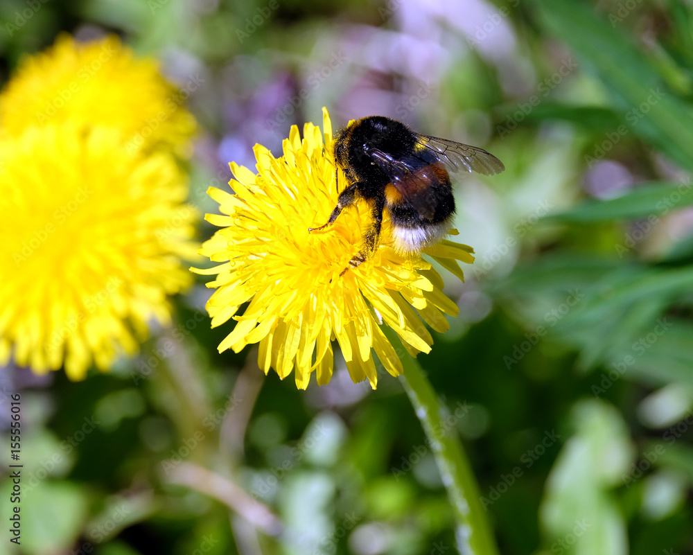 A large stripe furry bumble bee gathers pollen on a dandelion flower petals, in green grass on a clear, sunny summer day close up view A large stripe furry bumble bee gathers pollen on a dandelion flower petals, in green grass on a clear, sunny summer day close up view