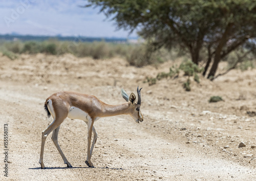 Dorcas gazelle  Gazella dorcas  inhabits desert areas of Africa and Middle East