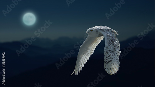 Moonlight and owl