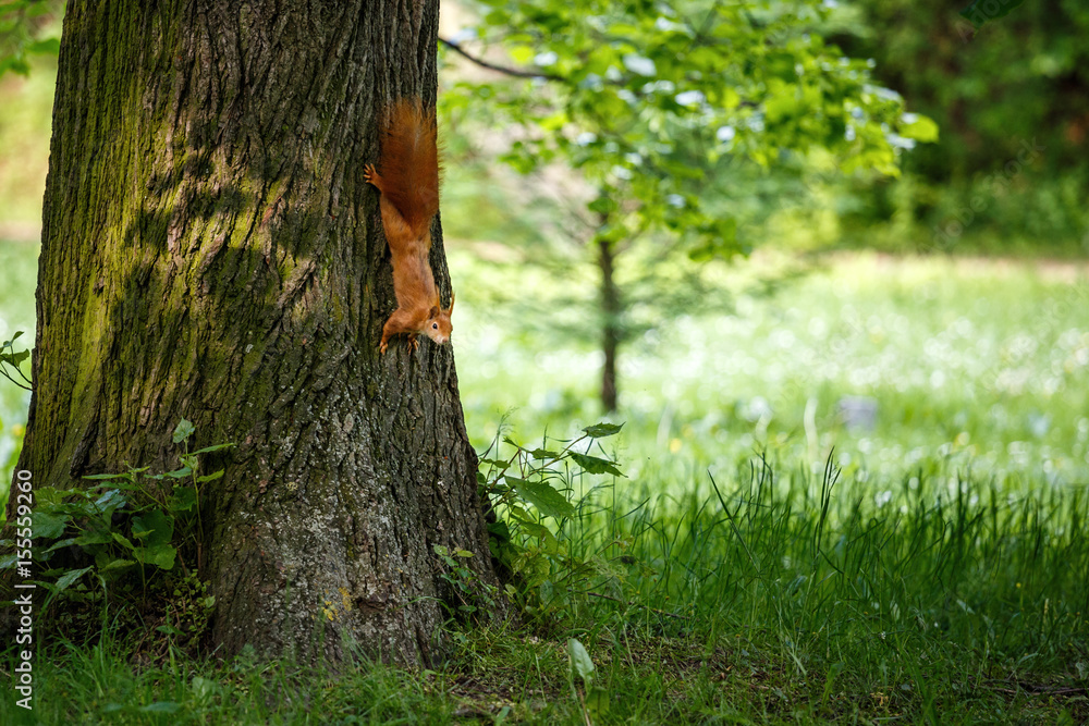 Rotes Eichhörnchen klettert am Baum im Park