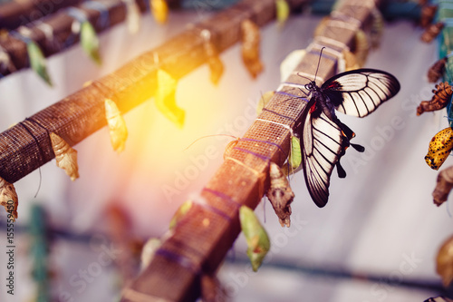 Large tropical butterfly hatch from the pupa. Concept transformation of Lime Butterfly photo