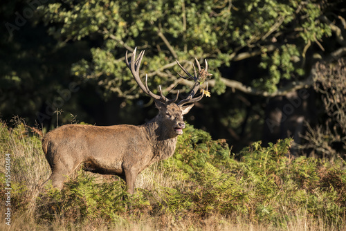 Majestic powerful red deer stag Cervus Elaphus in forest landscape during rut season in Autumn Fall