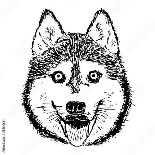 Manual drawing of thoroughbred dog