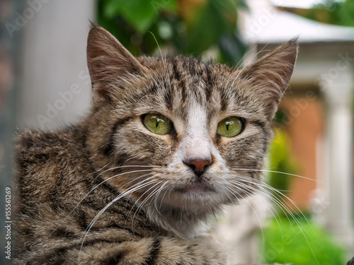 Blue eyed Cat