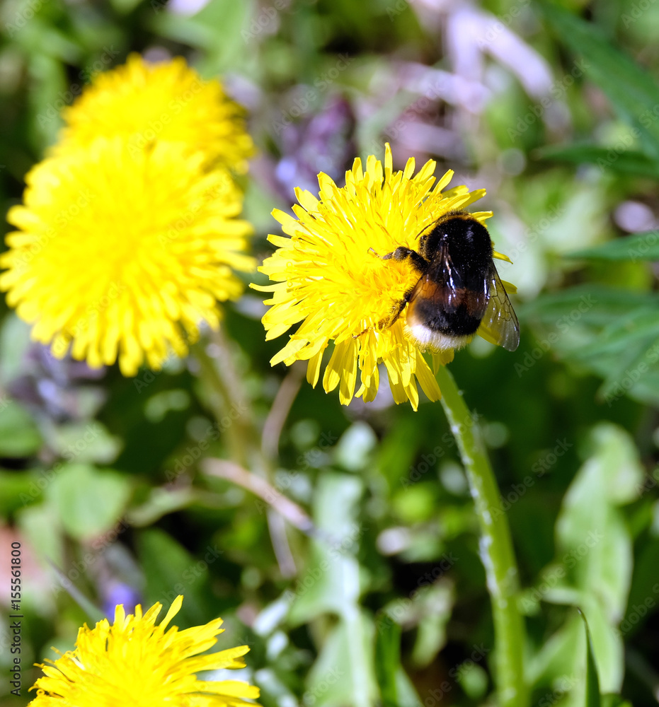 A large stripe furry bumble bee gathers pollen on a dandelion flower petals, in green grass on a clear, sunny summer day close up view A large stripe furry bumble bee gathers pollen on a dandelion flower petals, in green grass on a clear, sunny summer day close up view