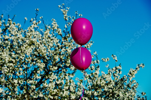 pink party balloons at white blossoming cherry tree flowers