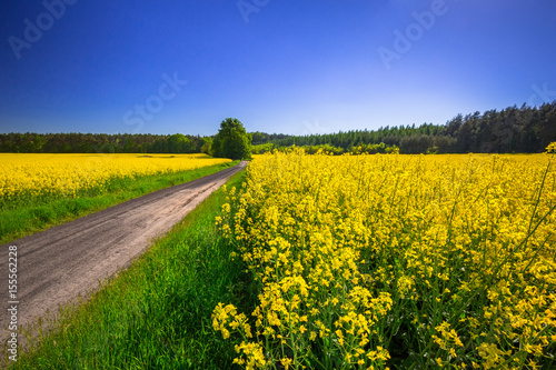 Road through yellow rapeseed field under blue sky in Poland