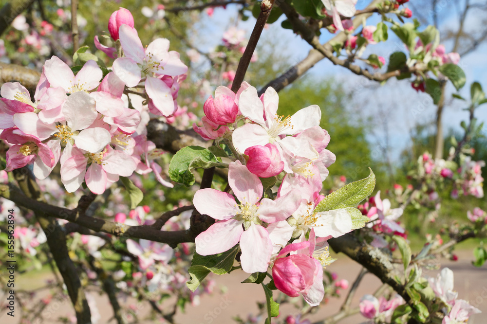 Blooming apple tree in spring; apple blossom (Malus domestica)