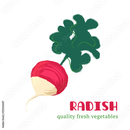 Fresh radish isolated on white background.