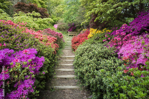 Fototapeta Piękny, żywy obraz krajobrazu granicy chodnika przez kwiaty Azalii wiosną w Anglii