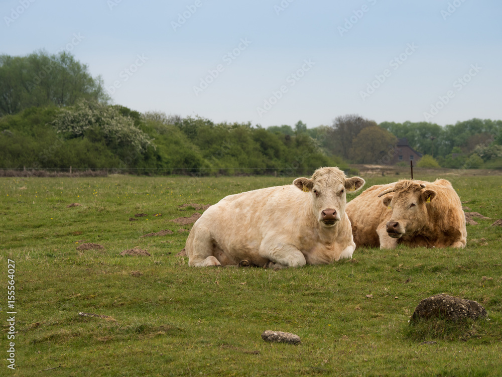 Fototapeta premium brown cows lying on a green meadow