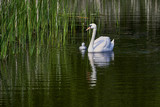Swans swimming with young cygnets between reed plants - Poland , Europe