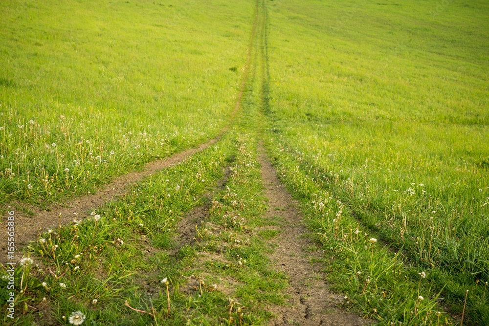 Magic trees and paths in the forest. Slovakia