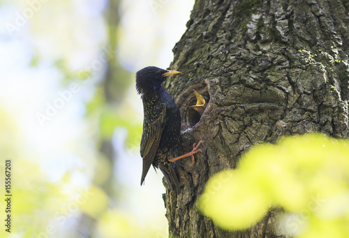 Starling has brought to their Chicks in a hollow insect in its beak