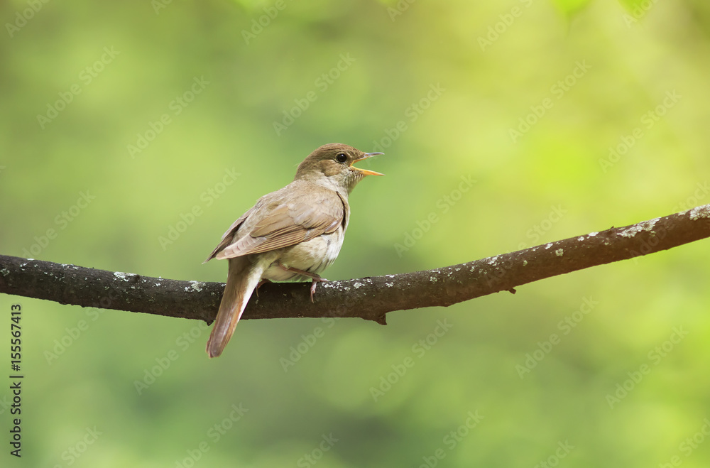 Nightingale sings loud song on a branch in the Park on a Sunny spring day Nightingale sings loud song on a branch in the Park on a Sunny spring day