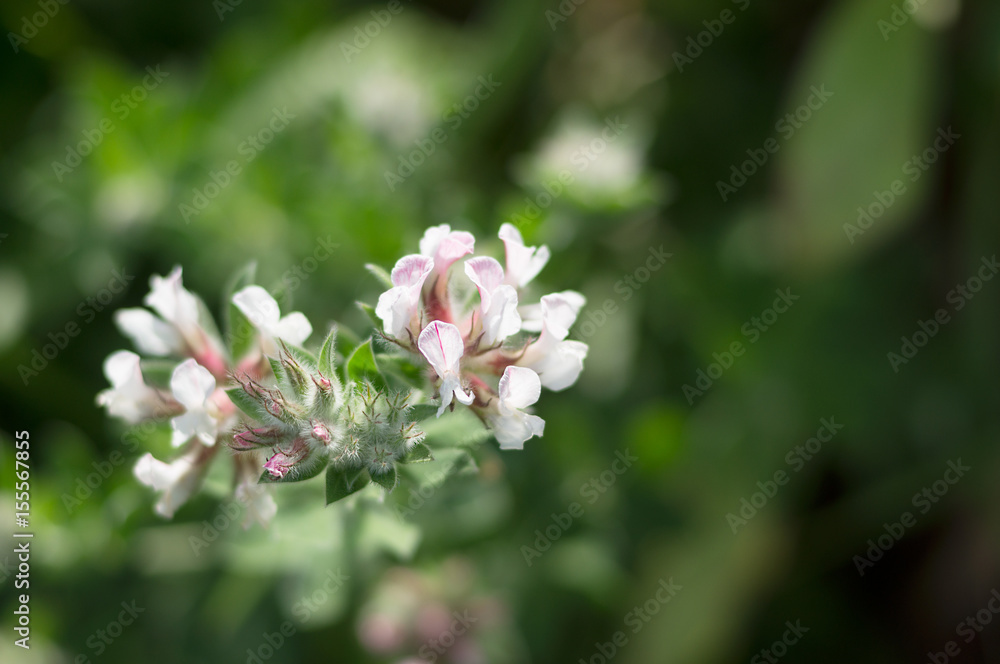 Fototapeta premium Beautiful delicate wild flower on a Green blurred background.