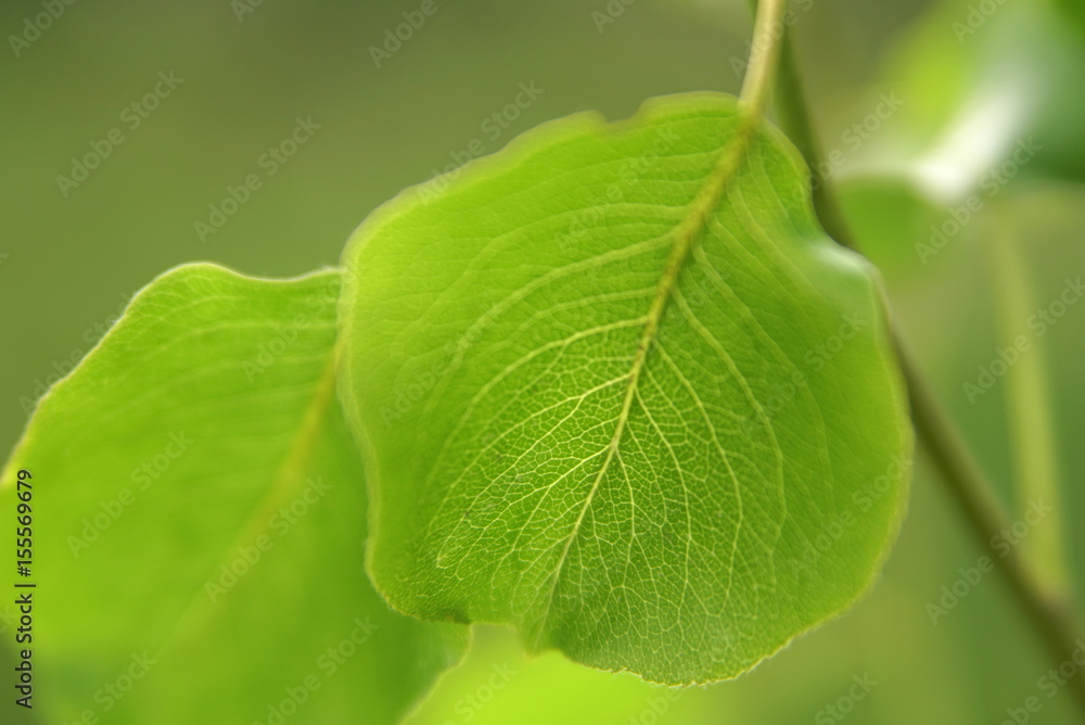 Young green leaves of pears. Closeup Focus Background Young green leaves of pears. Closeup Focus Background