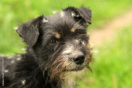 Black Terrier dog with dandelion seeds
