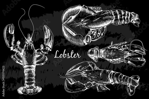 Hand drawn lobster in sketch style