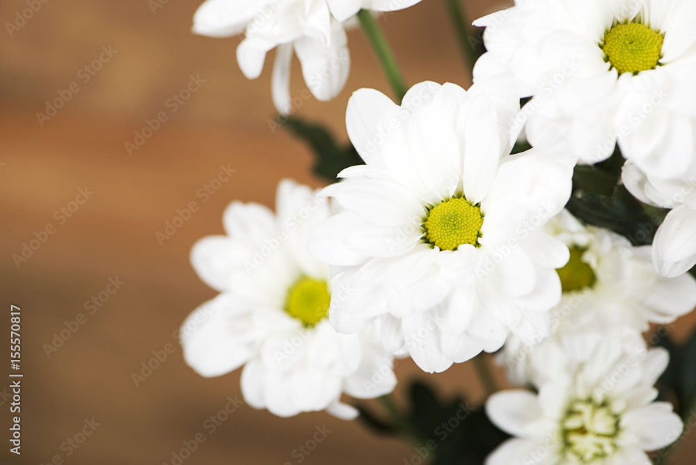 Fototapeta premium Close-up of flowers on wooden background. Daisy flower. Decor.