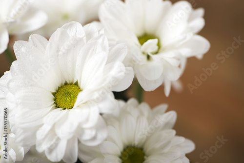 Close-up of flowers on wooden background. Daisy flower.