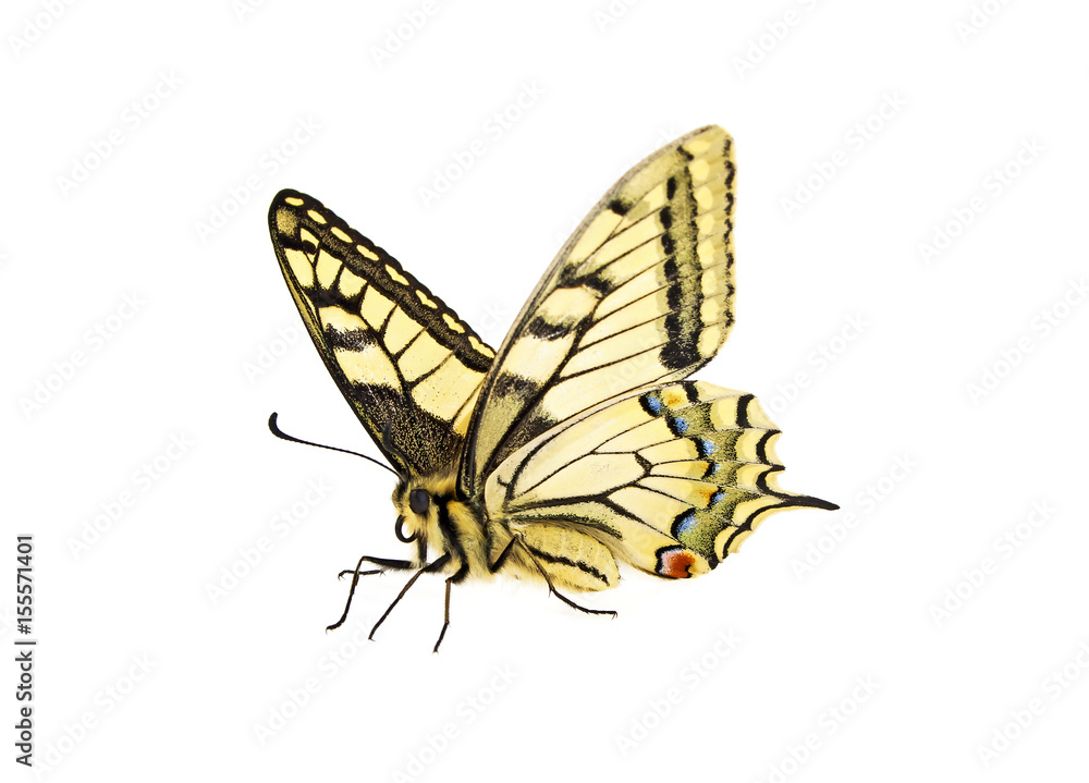 Fototapeta premium Żółty motyl na białym tle