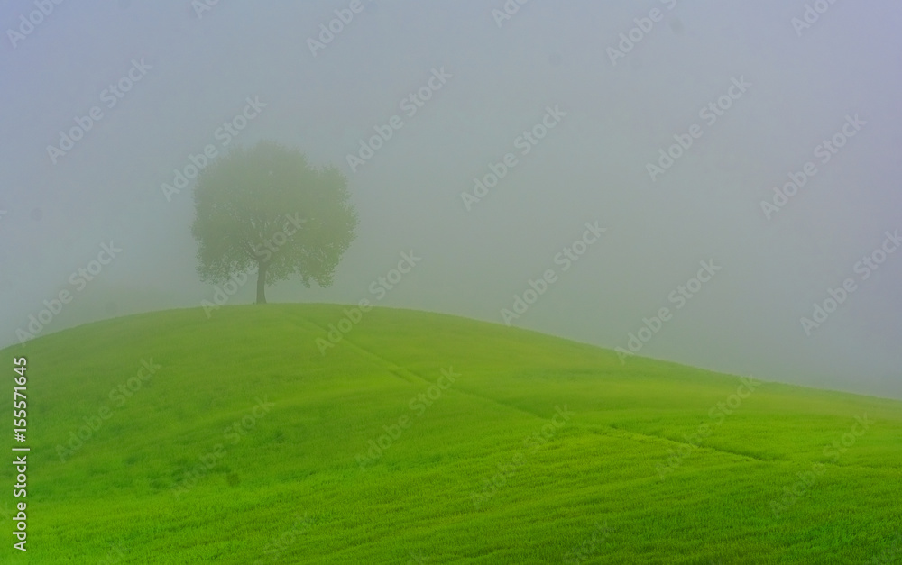 Obraz premium tree in the fog