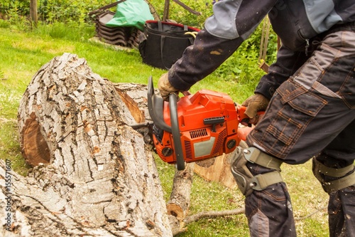 Woodcutter cuts the chain saw. Professional Lumberjack Cutting a big Tree in the garden.