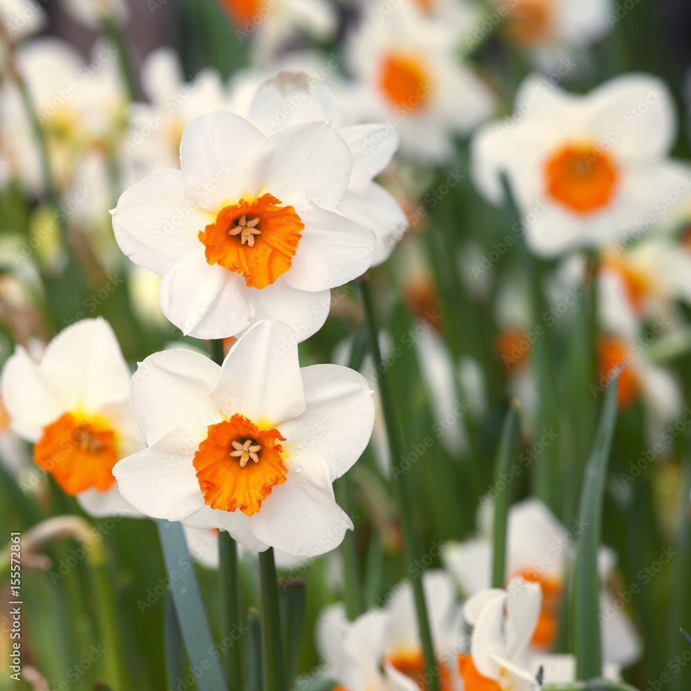 group of cheerful spring daffodils outside in natural setting group of cheerful spring daffodils outside in natural setting
