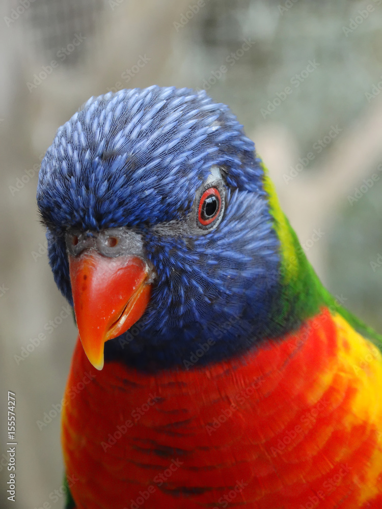 Naklejka premium Loriquet Arc-en-Ciel Magnifique portrait