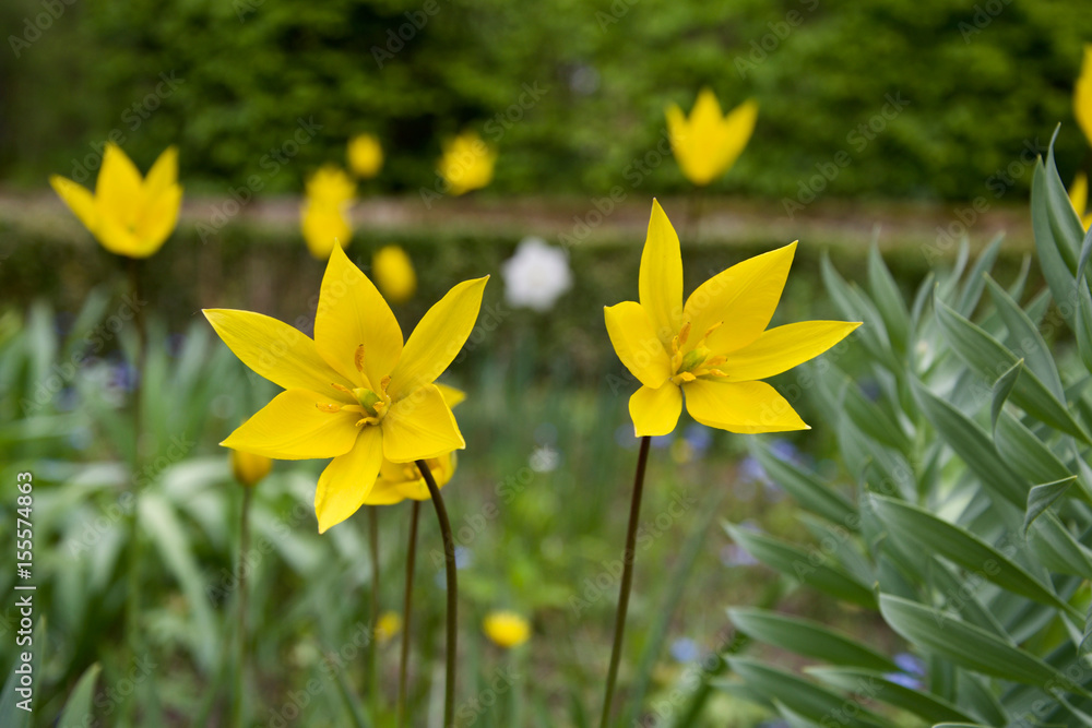 Obraz premium yellow flower