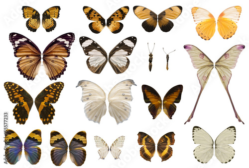 Collection of stunning butterfly wings isolated on white