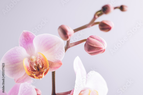 Pink orchid on the grey background.